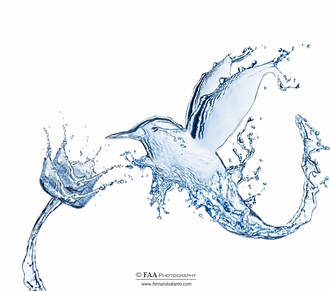 Waterbird Firmada