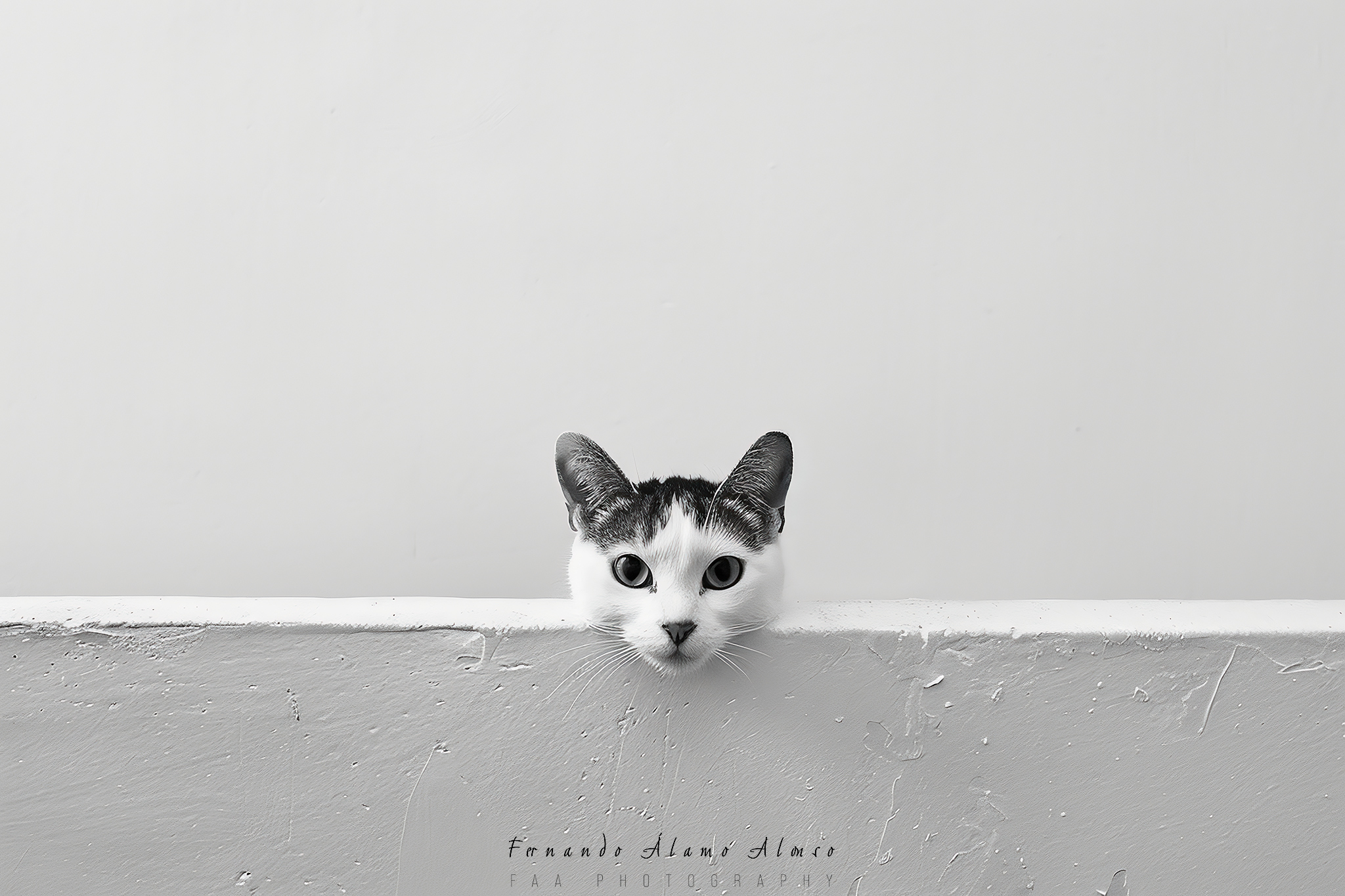 Gato Tras la Pared III