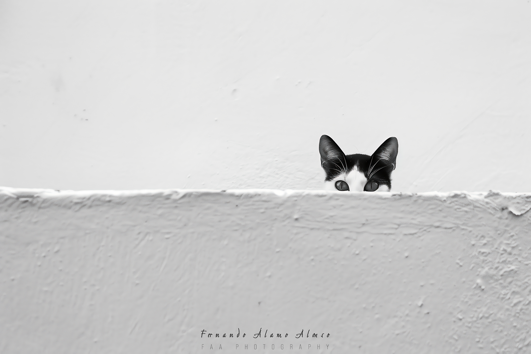 Gato Tras la Pared I